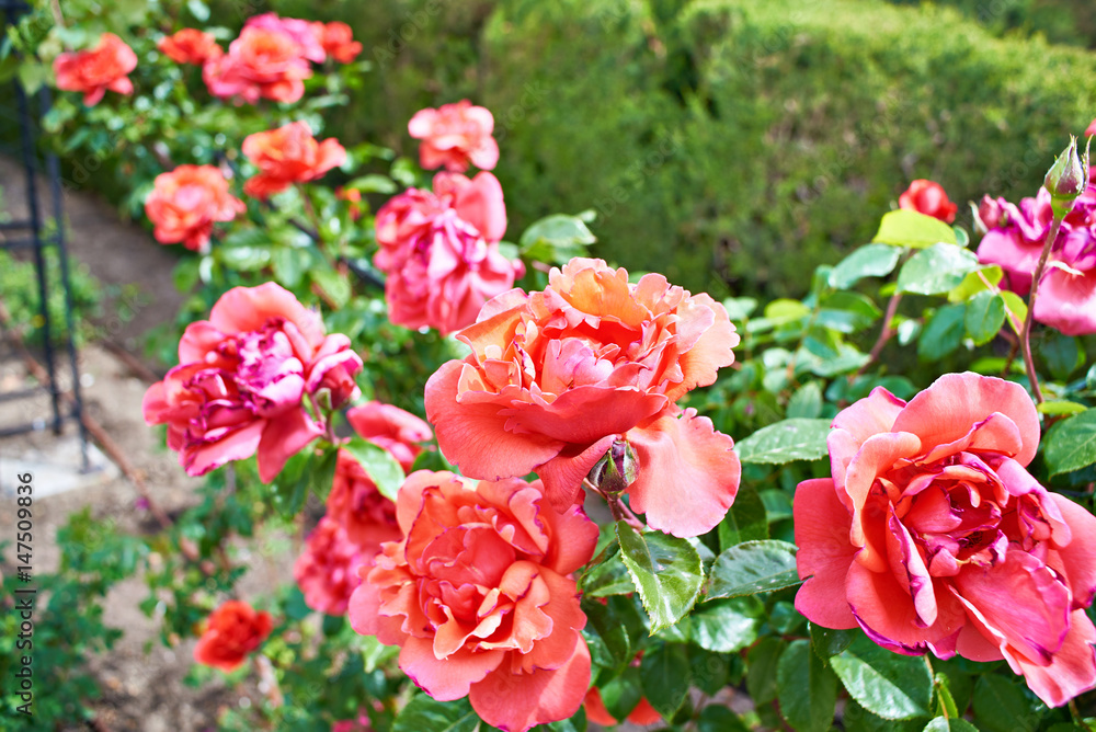 Red roses in summer garden