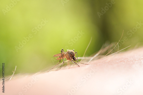 Photo of a close-up of a mosquito sitting on skin, disease carrier of malaria, insects