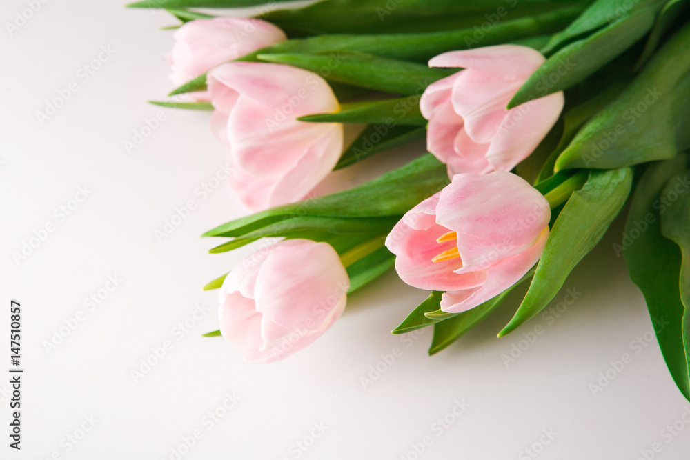 Pink tulips on white background, copy space