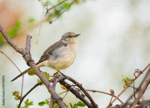 The Northern Mockingbird