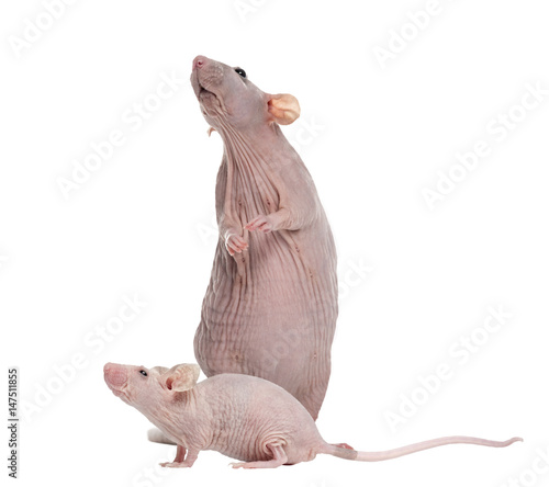 Hairlesss rat and Hairless House mouse  isolated on white