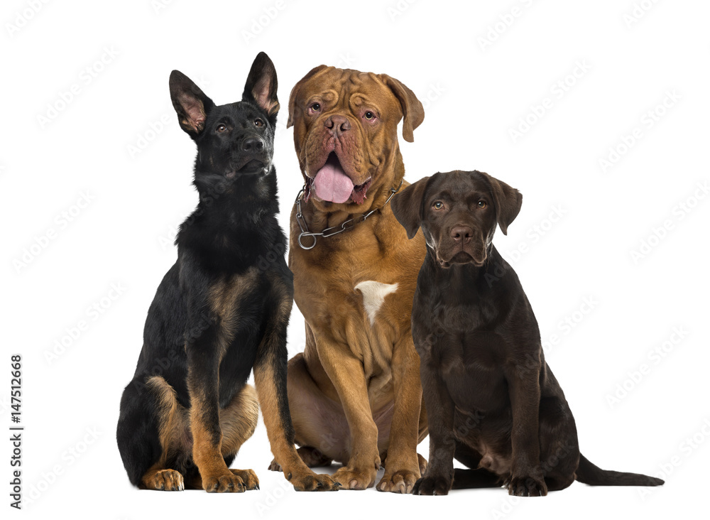 Three dogs sitting, isolated on white