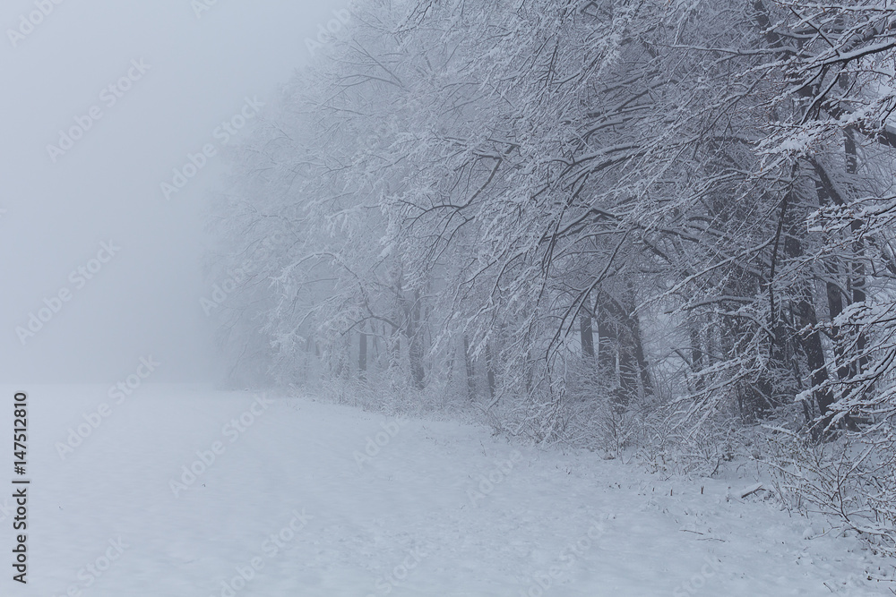 Snow meadow with snowy trees in landscape Snow meadow with snowy trees in landscape