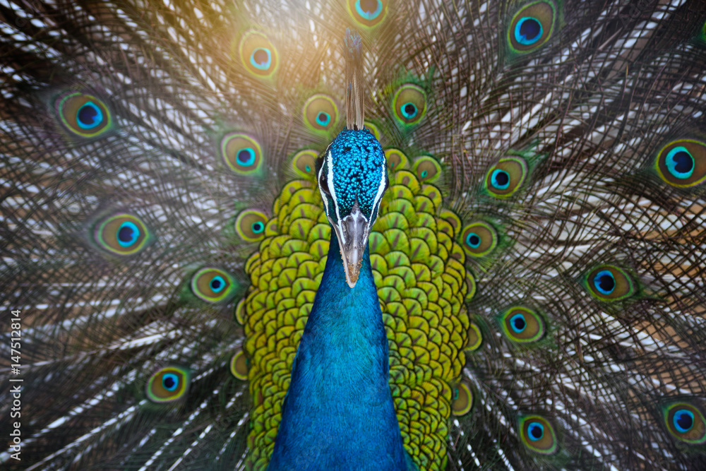 Obraz premium Portrait of beautiful peacock with feathers out