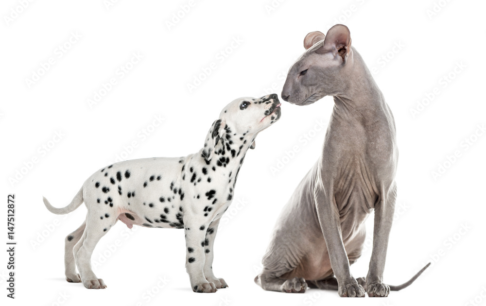Peterbald and puppy dalmatian sniffing and looking at each othe Peterbald and puppy dalmatian sniffing and looking at each othe