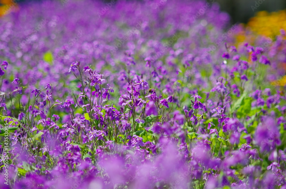 一面紫色の花畑