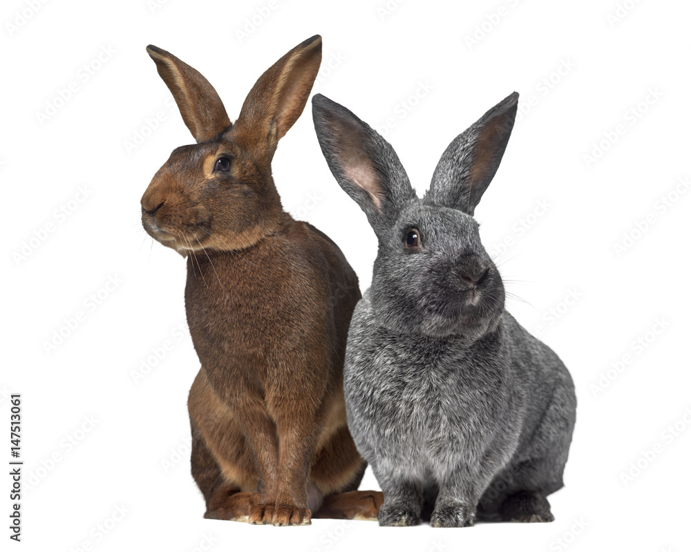 Belgian Hare and Argente rabbit isolated on white