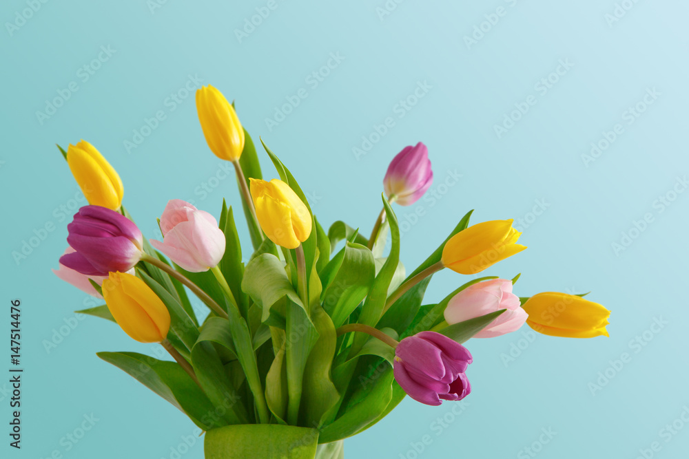 Obraz premium Bright tulips bouquet on blue background