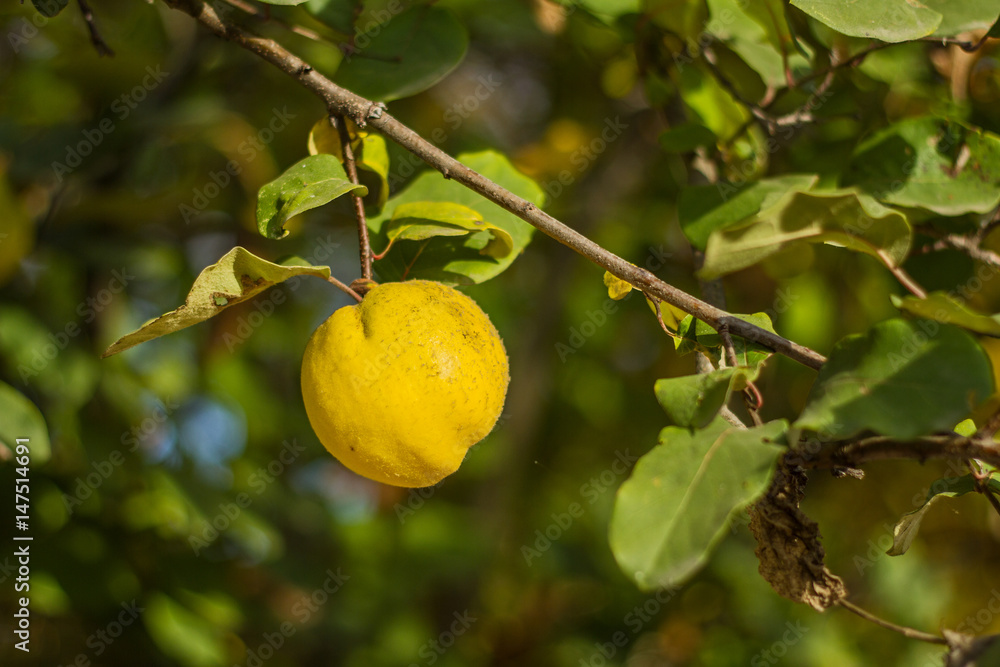 A juicy bright yellow fruit of quince hangs on a tree among the green leaves in autumn during harvesting.