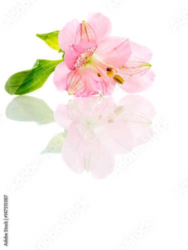 vacker rosa lilja på vit högglansigt bord med reflektion isolerat mot vitt © annaia