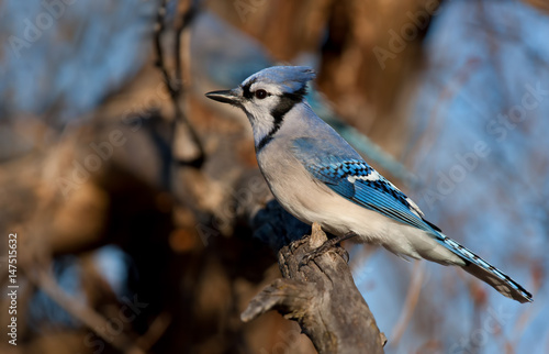 Blue jay perched on a branch in Canada