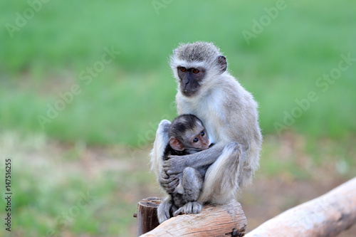 koczkodan (Vervet Monkey, Chlorocebus pygerythrus) w parku narodowym Augrabies