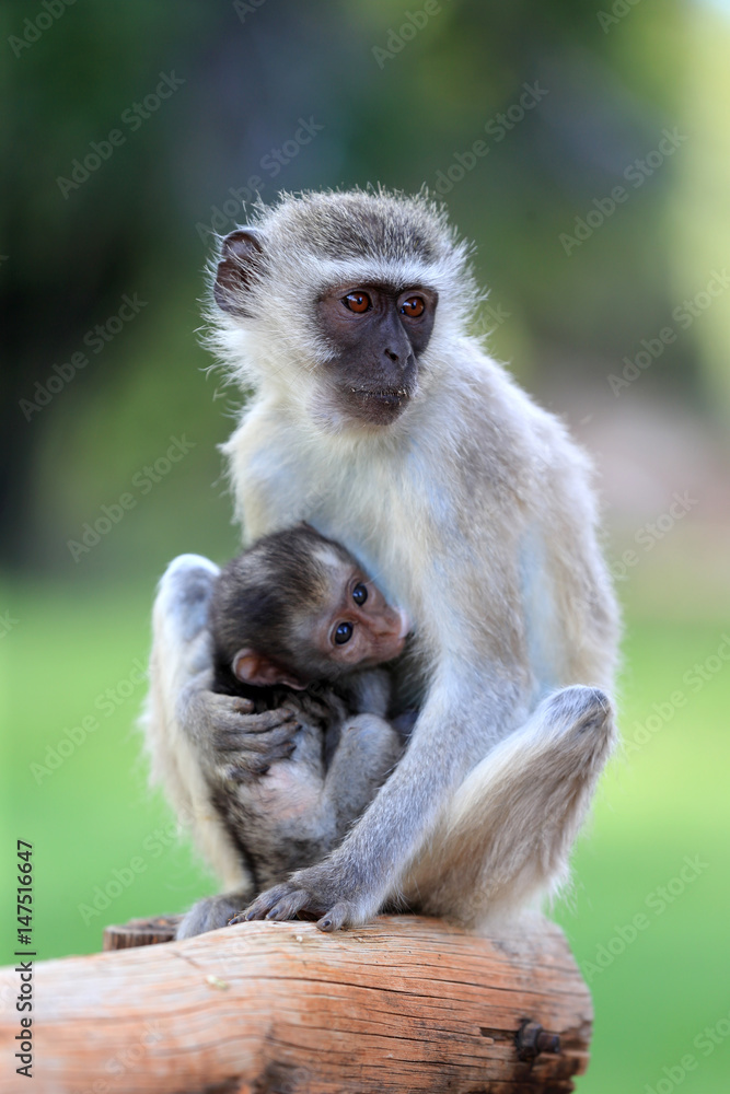 Fototapeta premium kotawiec sawannowy ( Chlorocebus pygerythrus )