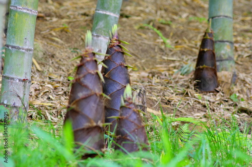 竹林に生えるタケノコ