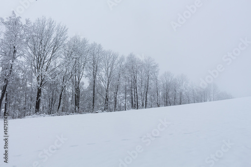 Snow meadow with snowy trees in landscape