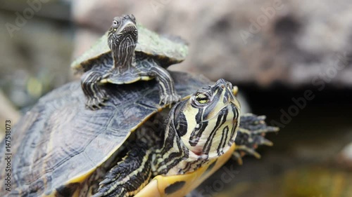 Adult Yellow-bellied Slider turtle and baby photo
