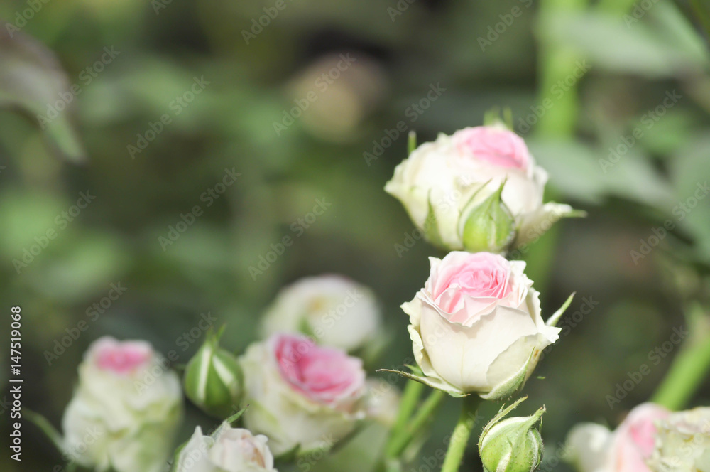  roses in the garden