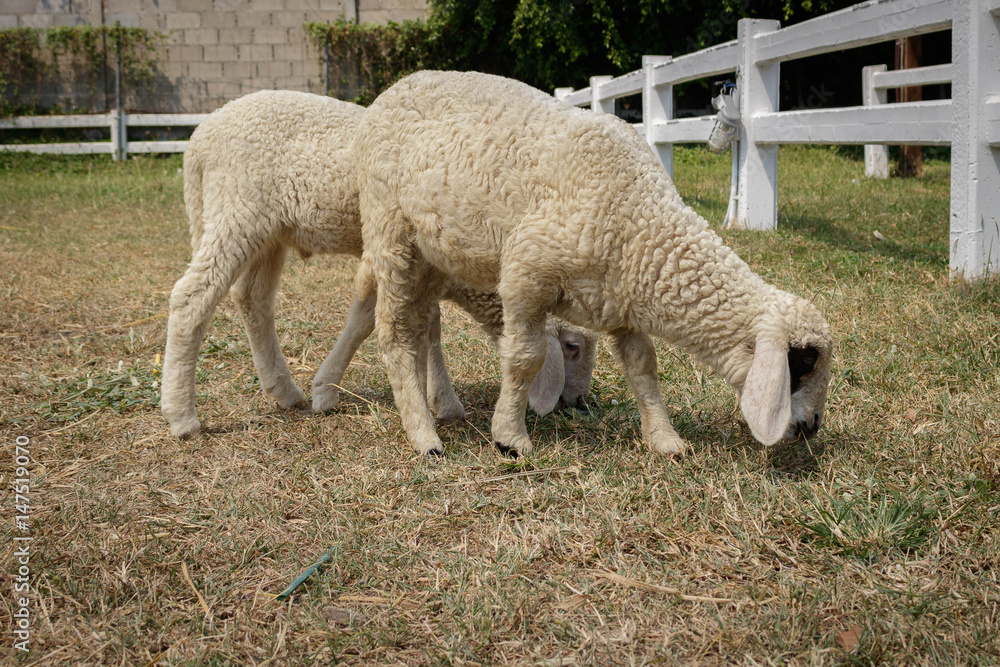 Lamb eating grass in farm Lamb eating grass in farm