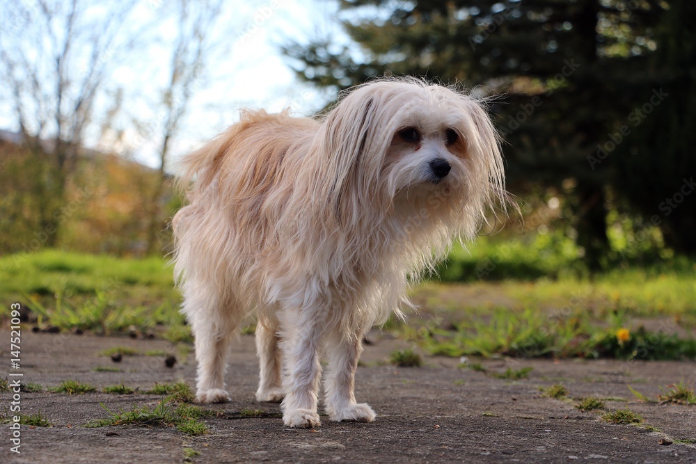 kleiner mischlingshund kleiner mischlingshund