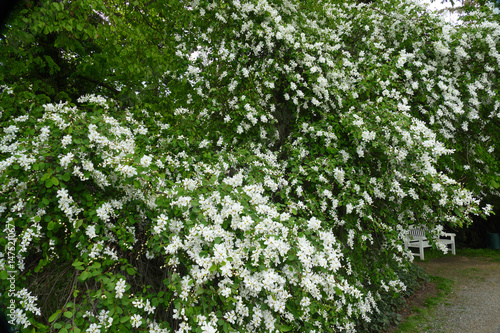 bench under shrub