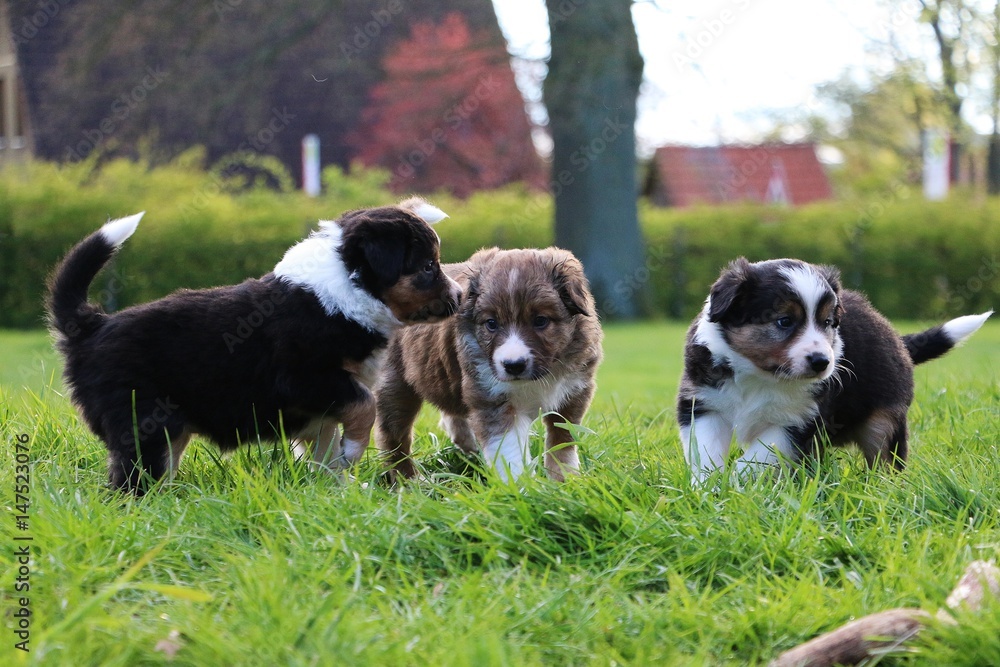 border collie welpen im garten border collie welpen im garten