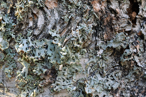 Old birch with lichen background texture