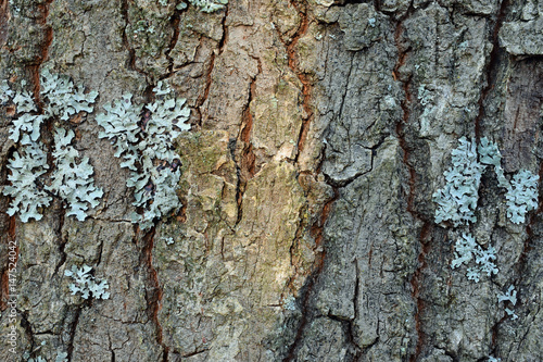 Tree bark background texture