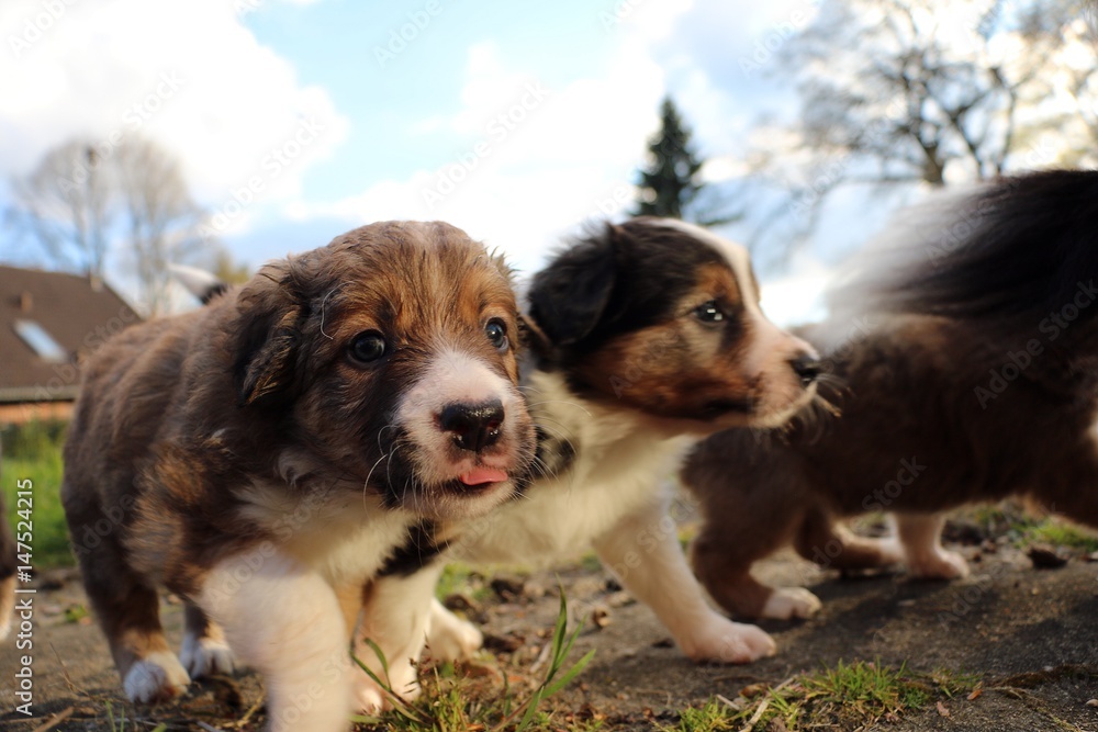 border collie welpen im garten border collie welpen im garten