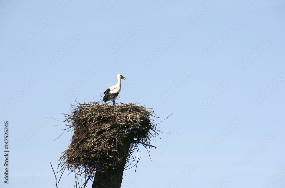 Fototapeta premium Stork and nest