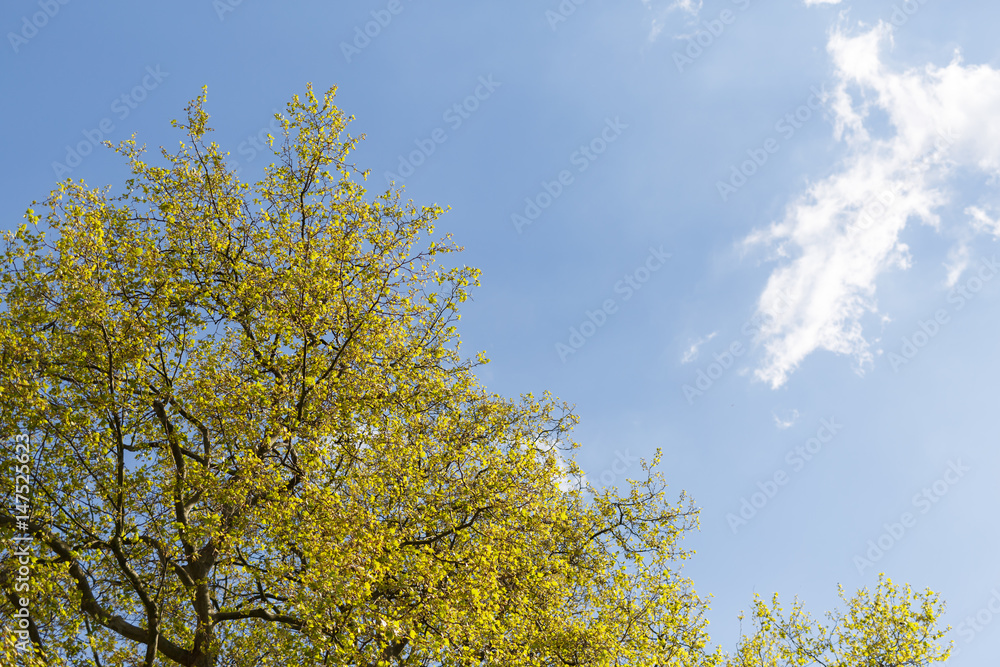 Green tree with blue sky