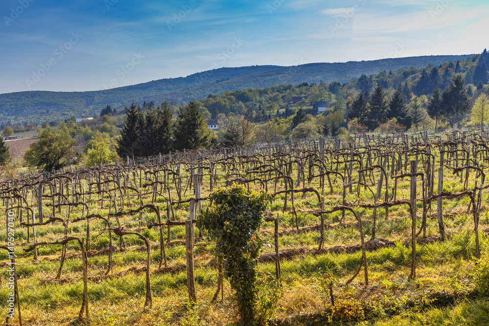 Vineyard landscape in the spring season