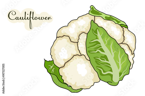 white background cut vegetables. vector illustration of high quality.