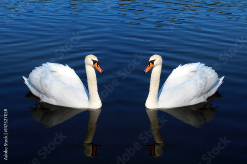 White Swan on a background of blue water