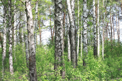 Fototapeta Naklejka Na Ścianę i Meble -  Beautiful landscape with young juicy birches with green leaves and with black and white birch trunks in sunlight in the morning in spring