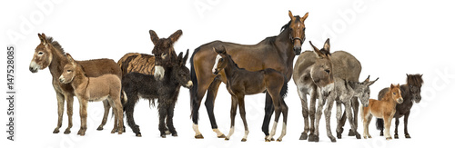 Group of horses and donkeys, isolated on white photo