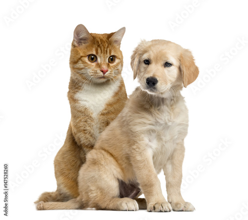 Fototapeta Naklejka Na Ścianę i Meble -  Dog puppy and cat sitting, isolated on white