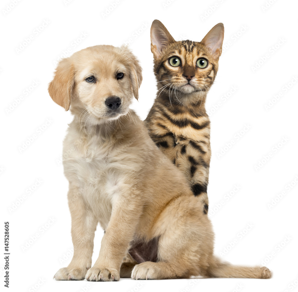 Naklejka Pies i kot siedzący na białym tle