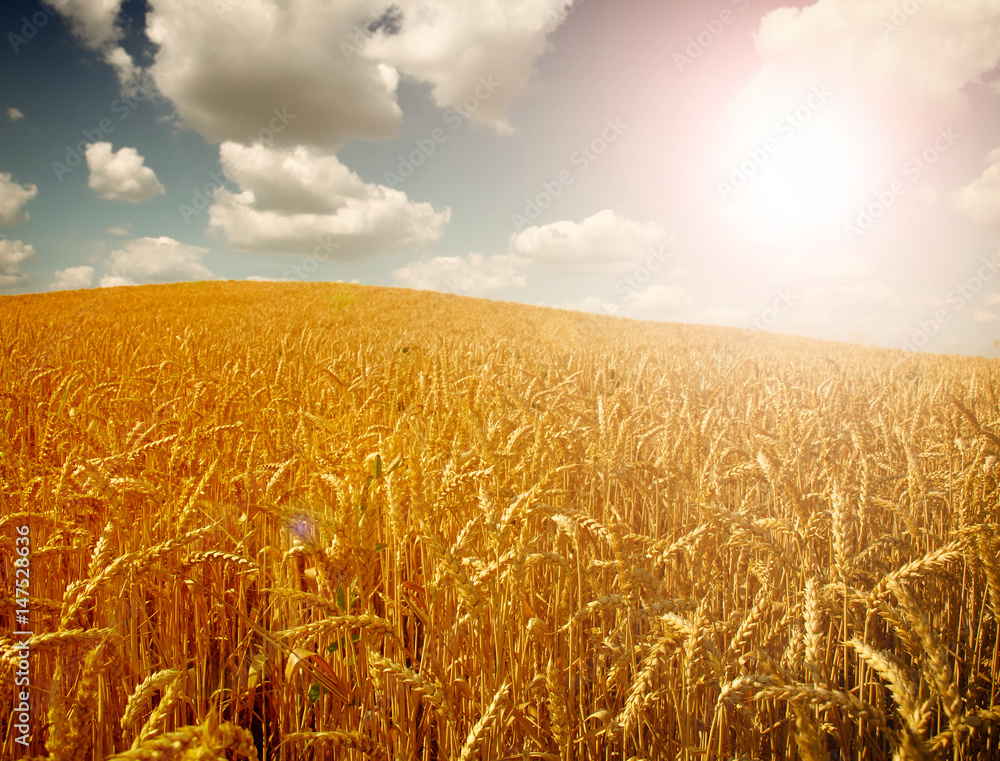 Naklejka premium Wheat field against a sky