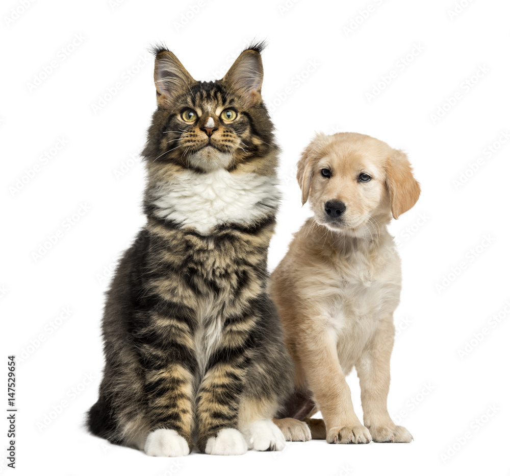 Naklejka Siedzący szczeniak kota i psa, na białym tle