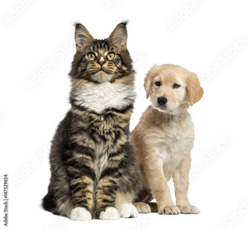 Cat and dog puppy sitting, isolated on white