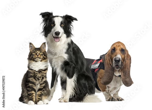 Cat and dogs, isolated on white
