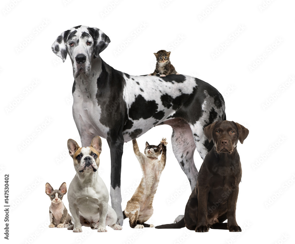 Assembly of cats and dogs, isolated on white