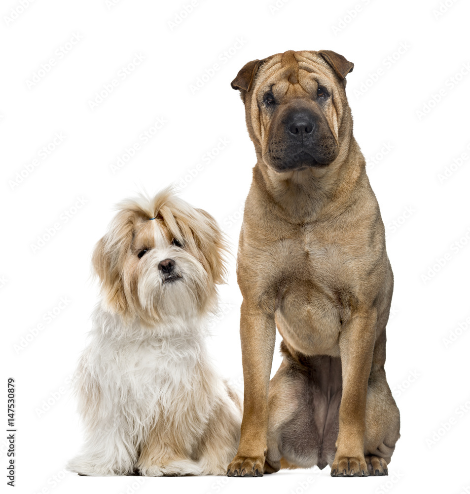 Shih Tzu and Shar Pei sitting, isolated on white