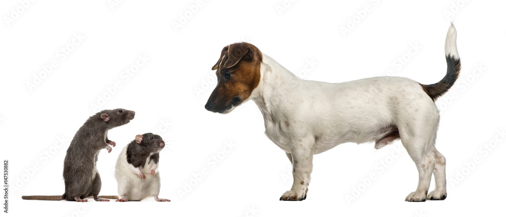 Dachshund looking at mouses, isolated on white