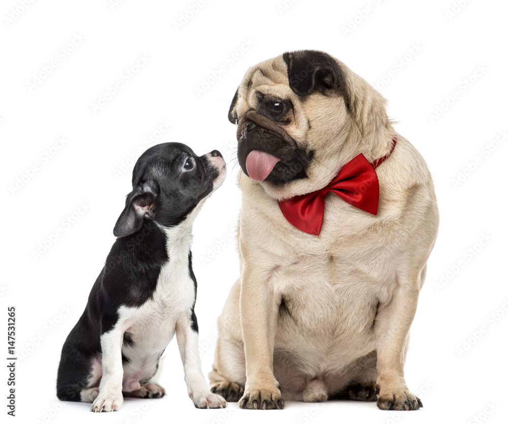 Pug with bow tie looking at a chihuahua, isolated on white
