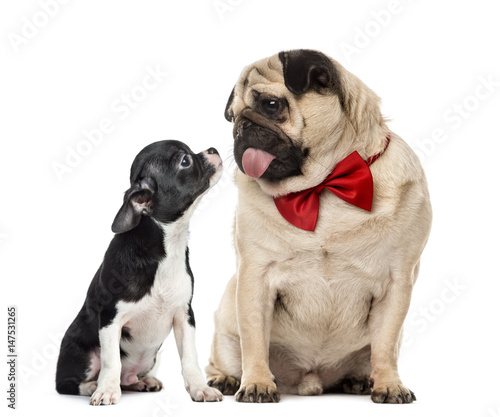 Pug with bow tie looking at a chihuahua  isolated on white