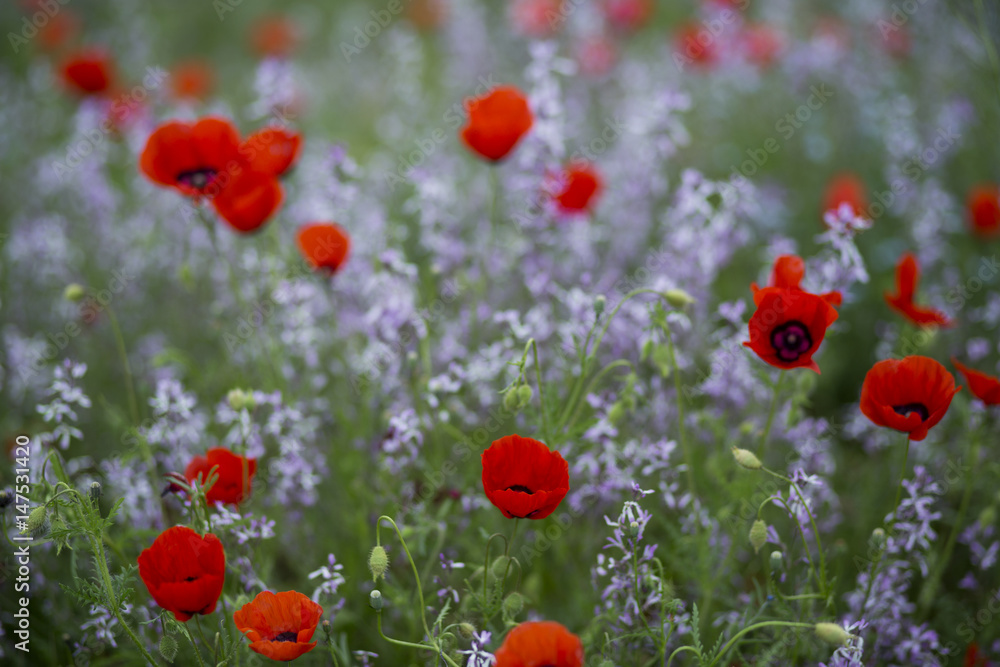 Fototapeta premium Red poppies in the field