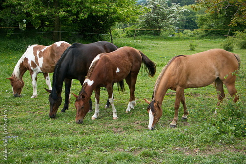 Pferde auf der Weide © kstipek