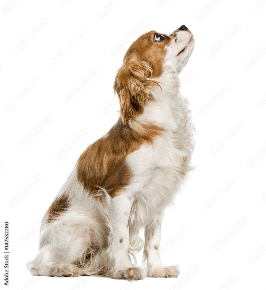 Cavalier King Charles Spaniel looking up, isolated on white