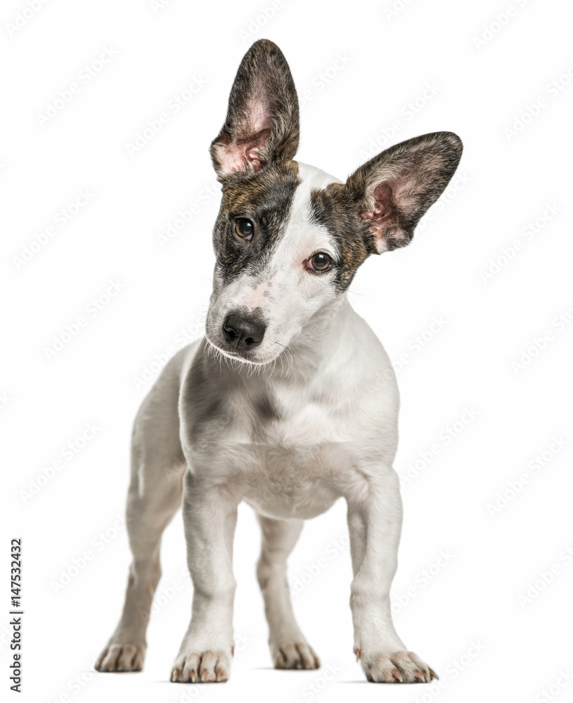 Jack Russell Terrier looking at the camera, isolated on white